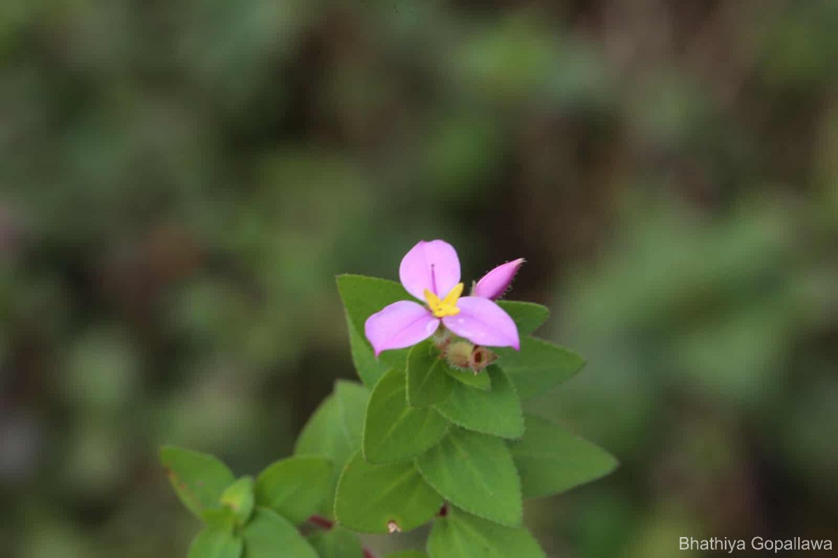 Sonerila firma (Thwaites ex C.B.Clarke) Lundin